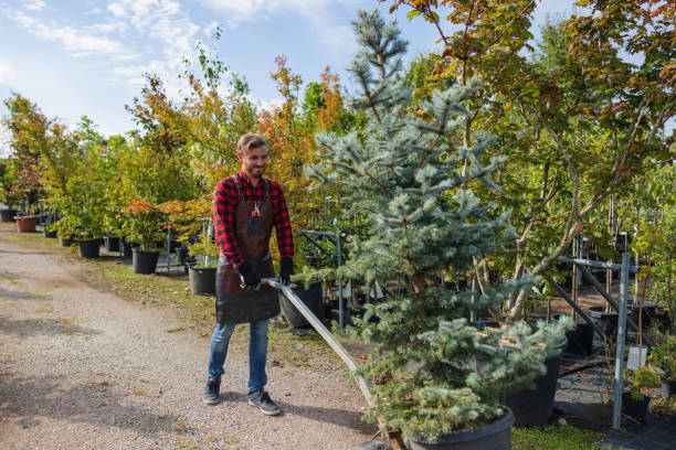 How Our Tree Care Process Works  in Johnson, AR